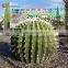Amusment Park Outdoor Decoration Artificial Cactus