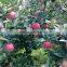 China good quality fresh apple (gala)