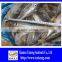 Hot Sale Mackerel Fish 20CM + Frozen Horse Mackerel
