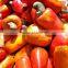 Cashew Nut Kernel Grade 2 SW320 Seller (emma@hanfimex.com)