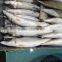 Frozen Scomber Japonicus Fish