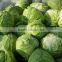 Fresh green cabbage from new crop of 2016 China origin