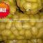 Supply/Export Organic Fresh Ginger