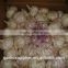 fresh garlic new crop