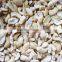 VIETNAM CASHEW NUTS/ CASHEW KERNELS WW240/ WW320/ WW450/ WS/ LP/ SP