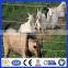 wholedale hinge joint sheep and goat fence/farm fence iron wire fencing (Deming factory, ISO900 certificate)