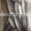 frozen mackerel fish meal
