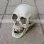 Halloween skeleton skull, Halloween skull bones life size realistic Skull Haunted House Escape horror props Decorations