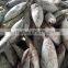 SkipJack Tuna ,stripe Tuna