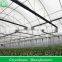 Multi-span Greenhouses for Strawberries
