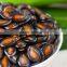 Different Types Of Oil Melon Seeds