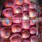 shanxi qinguan apples new season high quality red qinguan apples