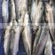 Wholesale Sea Frozen Fish Spanish Mackerel 300-500G