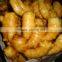 2016 New Crop HACCP Chinese Organic Fresh Ginger