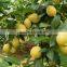 Sichuan Good Quality Lemon