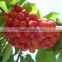 High Quality Cherry Seeds For Sale Very Delicious Fruit Tree Seeds