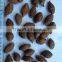 Malva Nuts (sterculia Lychnophora)