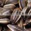 cheap manufacturer price sunflower seeds