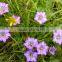 Gentian Root Extract from GMP Manufacturer