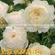 All rose variety