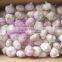 Chinese Garlic in Hot Sale
