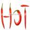 Big hybrid solitary disease resistance orange red long pepper seeds