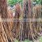 Manau root Cane Rattan