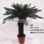 1071-32 plastic pot cycads tree
