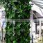 vertical garden green plants wall,green wall backdrop