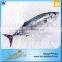 Best Quality Reasonable Price Frozen Bonito Sarda Sarda