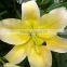 Farmers directly sale 2016 newest fresh lilies