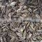 Best Quality Roasted Salted Sunflower Seeds 5009