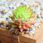New Design Plastic Mini Succulent Plants Artificial Succulent Plastic For Decoration
