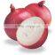 fresh onion exporters