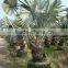 Big Seedling of Bismarckia Nobilis Hildebr.et H.Wendl