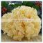 Chinese White Jelly Fungus