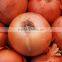 Ready Stock Onion for Wholesale Rate