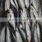FROZEN WHOLE ROUND SARDINE SEAFOOD FOR SALE