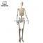 3d SLA SLS artificial skeleton model service