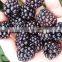 Sinocharm New Season BRC-A Approved Insect-free Fresh IQF Frozen Blackberry