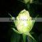 Uniform color China export lily for quality guarantee on sale