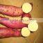 Beniazuma fresh sweet patato in new harvest