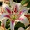 silk wedding flower beautiful stargazer lily