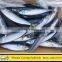 Frozen Atlantic Mackerel Scomber Scombrus with Good Price