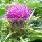 Milk Thistle Seed Oil