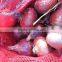 Fresh Onion