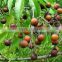 Ayurveda Natural Organic Soapnut/Reetha /sapindus/ Mukorossi