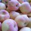 Red Color Fuji Apple Fresh Style Fruits Fresh Fuji Apple Fruit for Sale Fuji Apple Exporter in China
