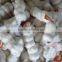 Fresh white garlic/Fresh Garlic /Jinxiang Garlic