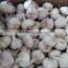2015 Crop Fresh Garlic